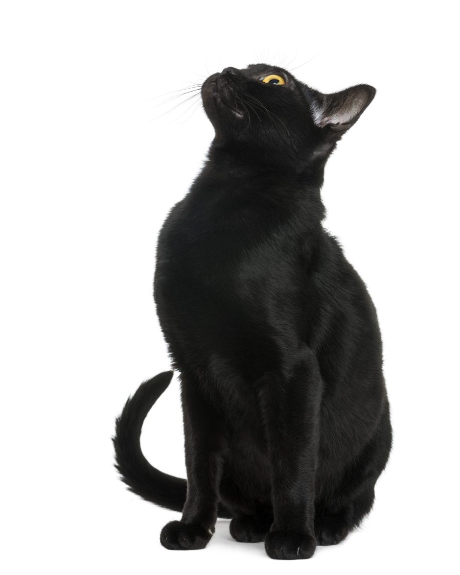 Американский Бомбей кошка