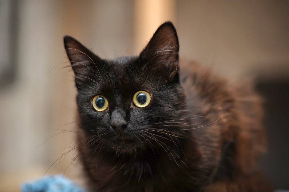 Европейский Бомбейский кот