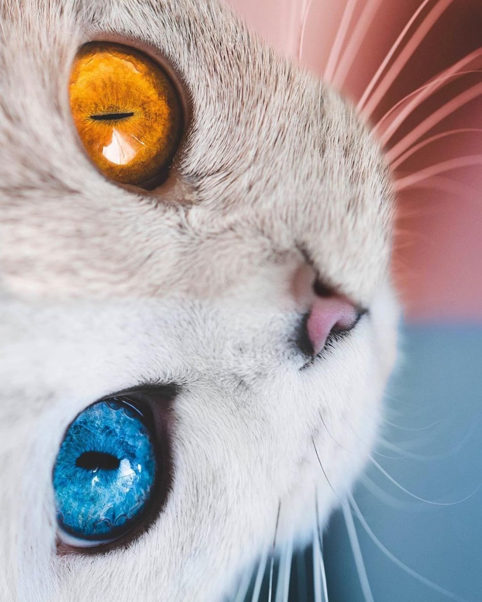 ЛАЗ для кошки