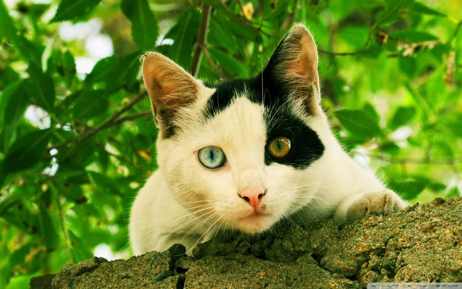 Кот с зелеными глазами
