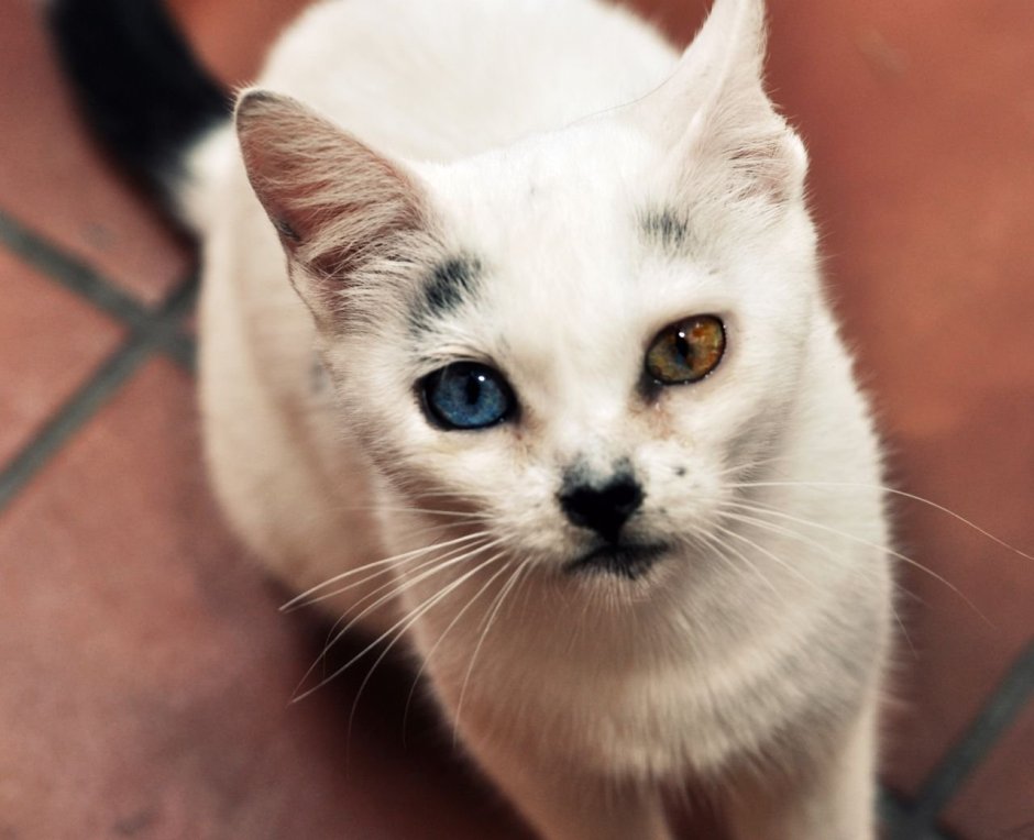 Сиамская кошка с гетерохромией