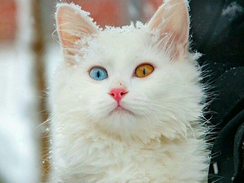 Разноглазые кошки