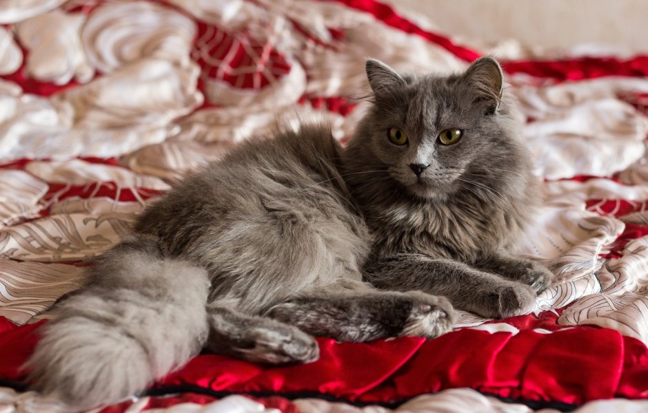 Дымчатая пушистая кошка