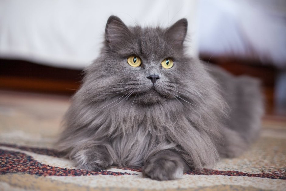 Дымчатая сибирская кошка