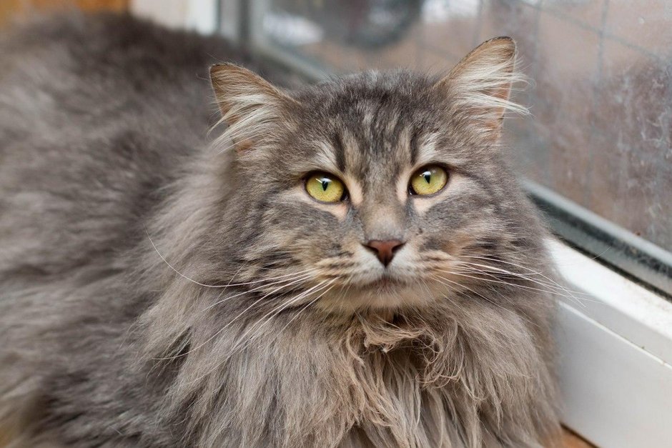 Норвежская Лесная дымчато голубая