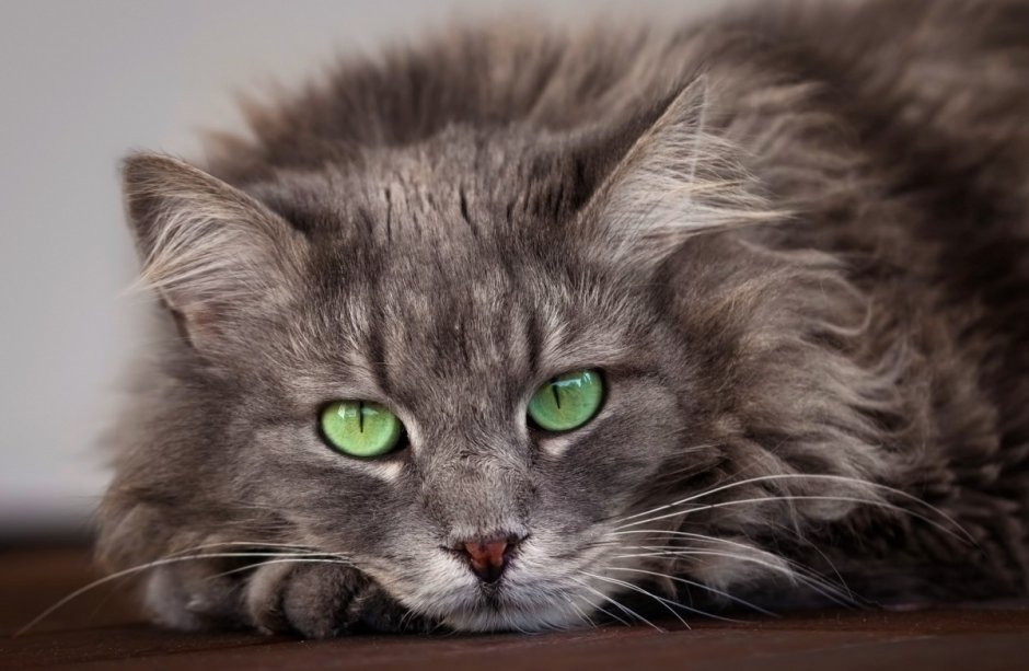 Сибирский кот серый