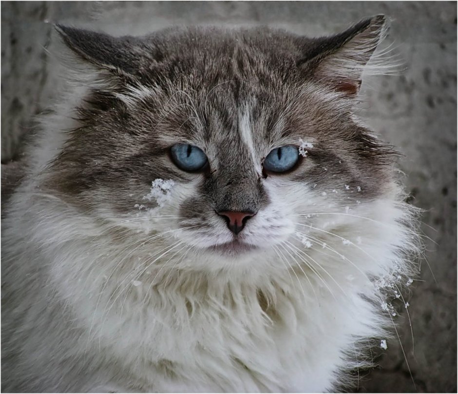 Сибирский голубоглазый кот