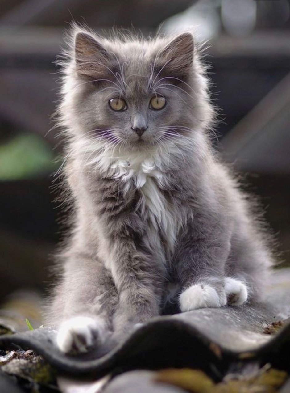 Мейн кун снежок