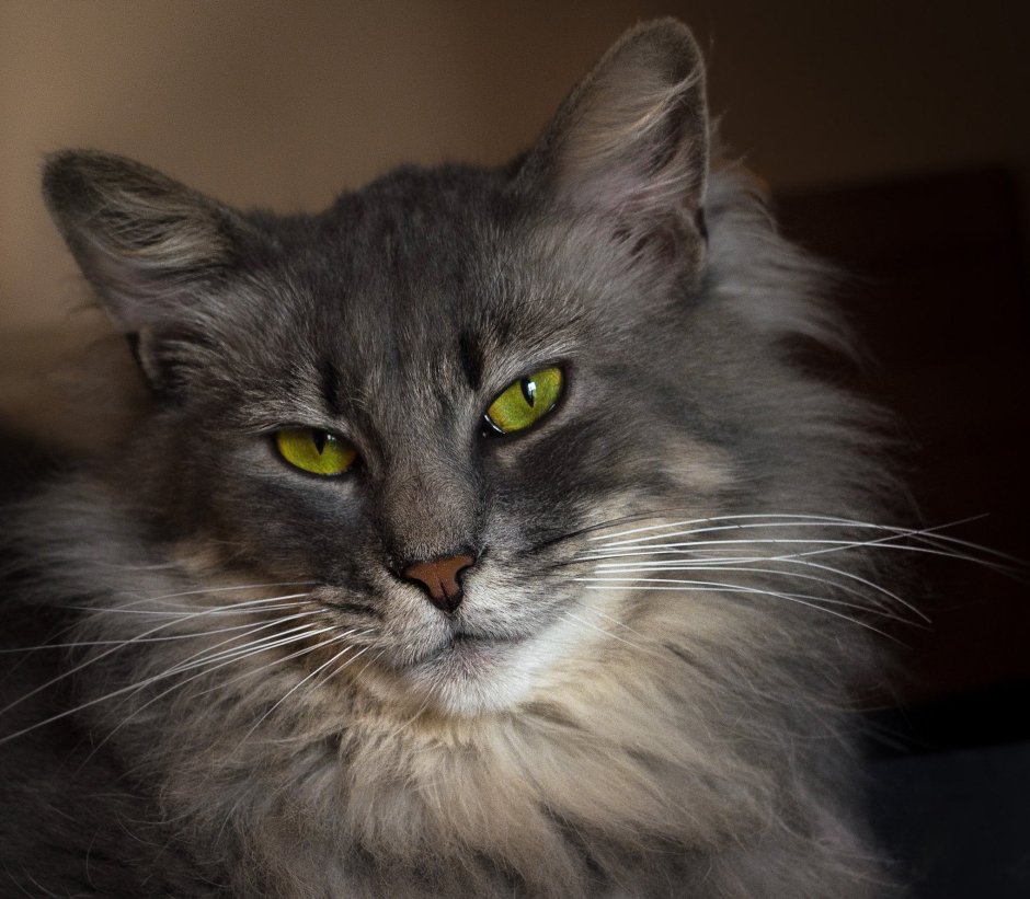 Дымчатый полуперс