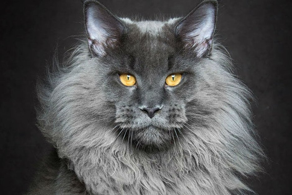 Сибирская ангора серая