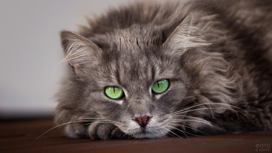 Норвежская Лесная кошка короткошерстная