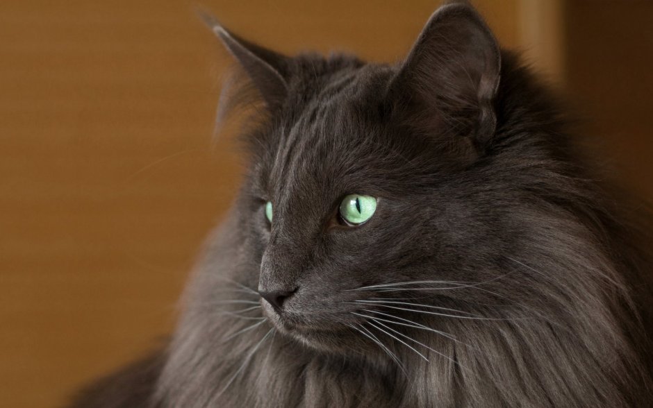 Сибирская дымчатая длинношерстная