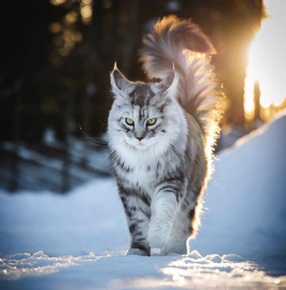 Сибирская кошка дымчатая