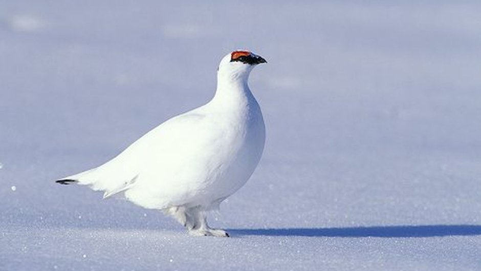 Совы Полярные