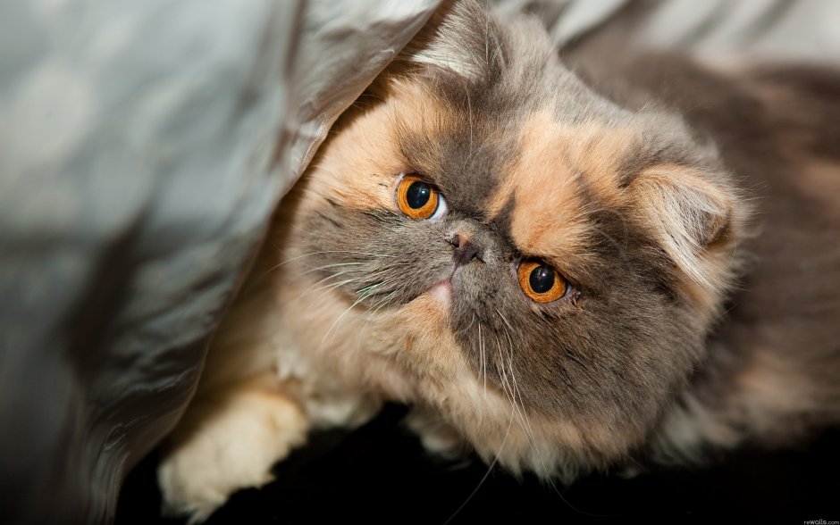 Персидская вислоухая кошка
