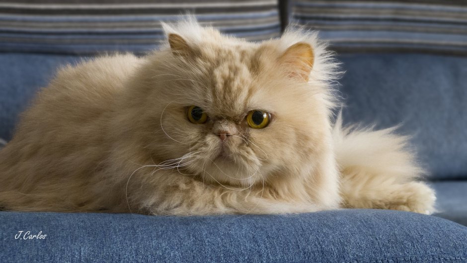 Персидский длинношерстный кот