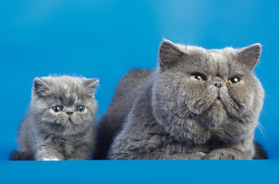 Британец с экзотом кошка