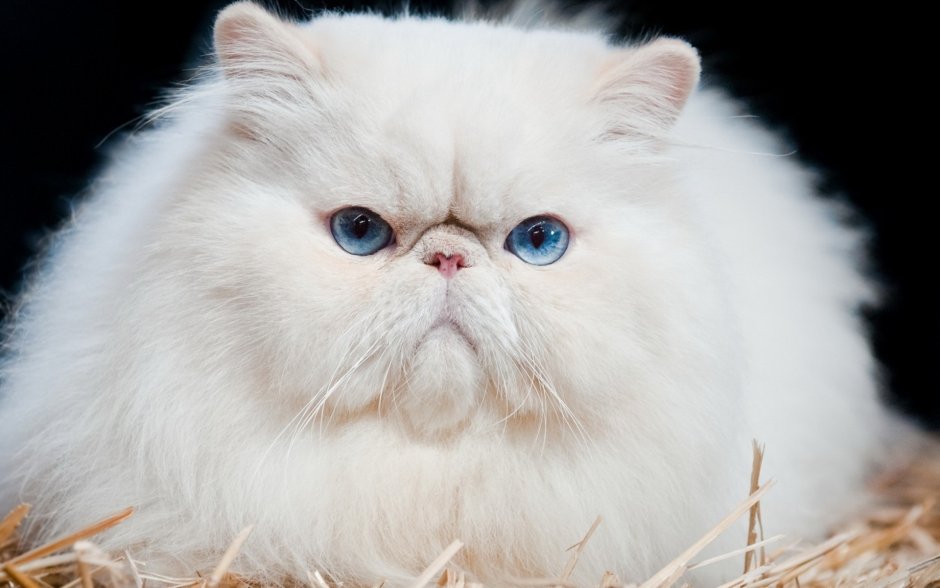 Персидская кошка