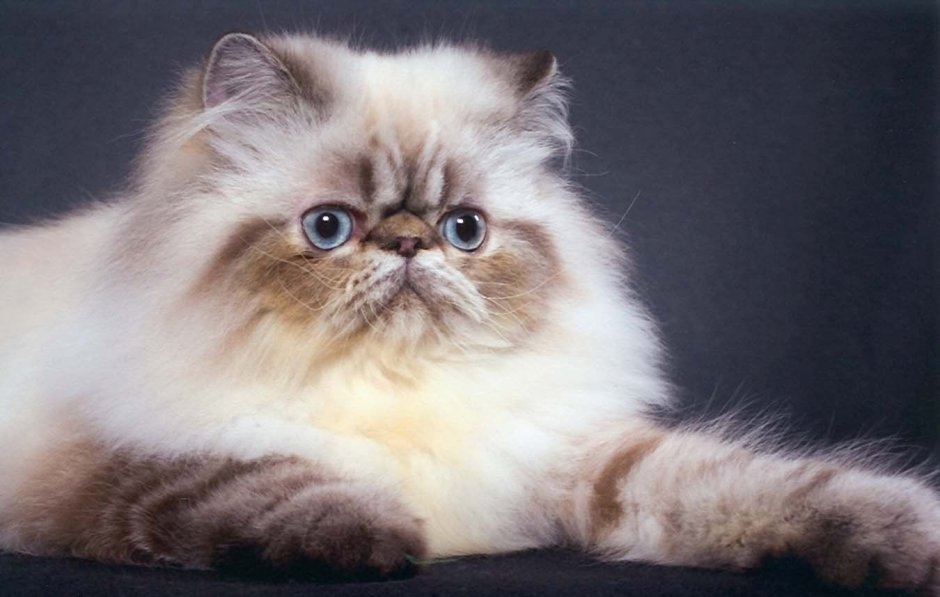 Гималайская Персидская кошка