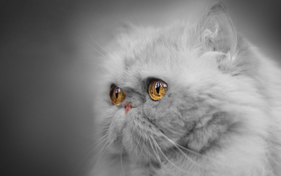 Персидский кот