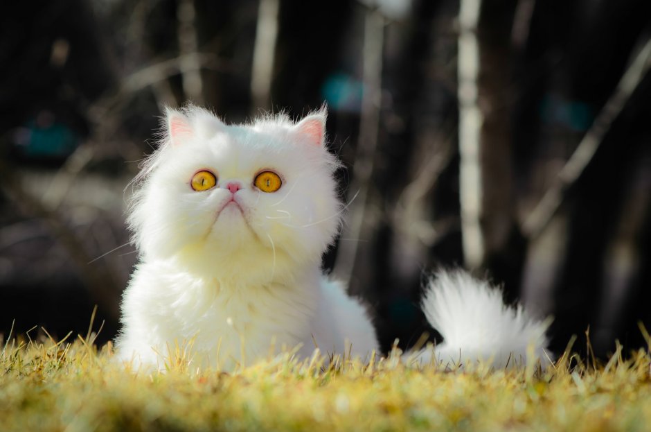Кошки экзоты короткошерстные