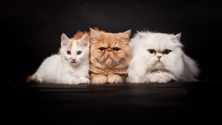Персидские коты