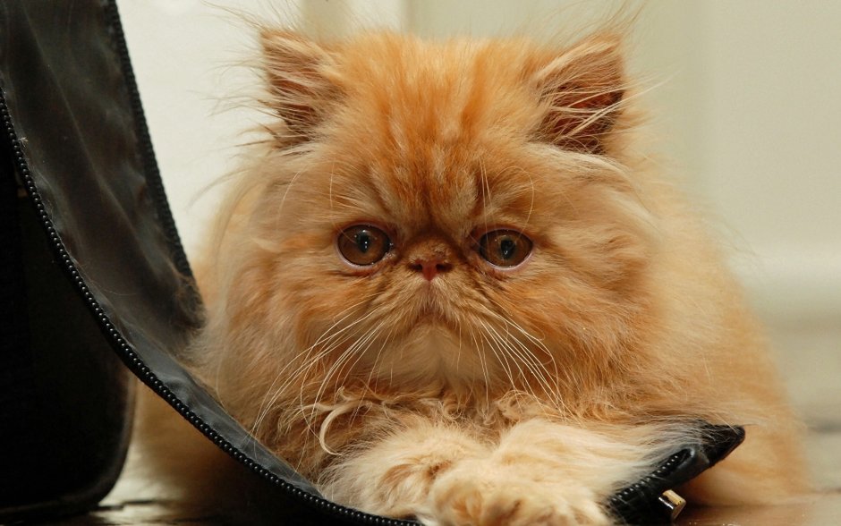 Экзот кошка