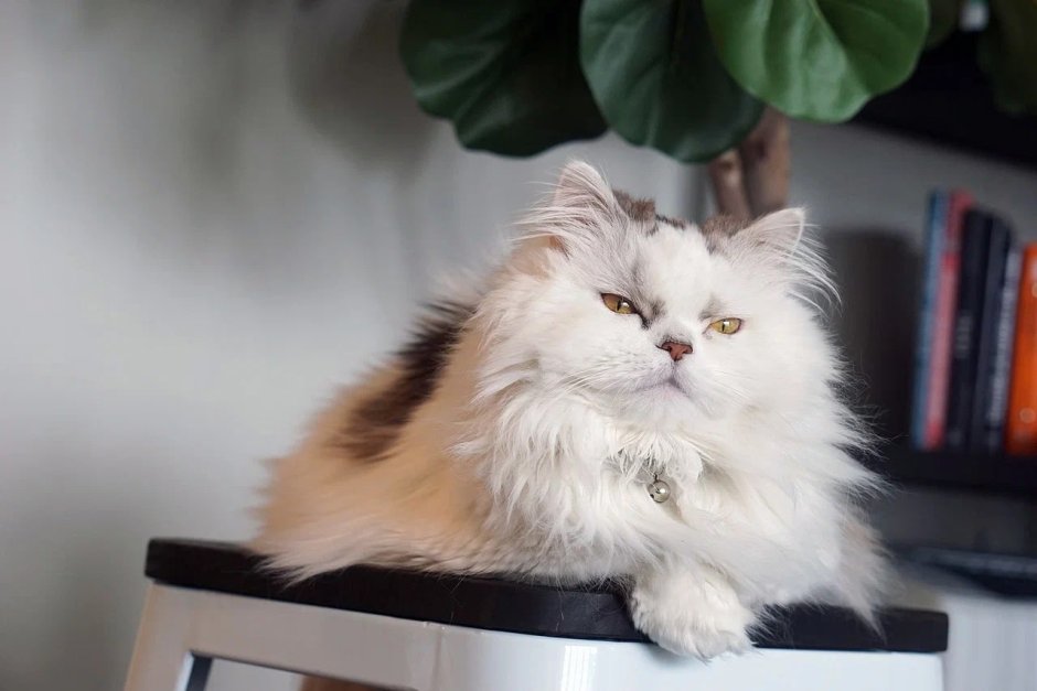 Кошки маленькие породы красивые милые