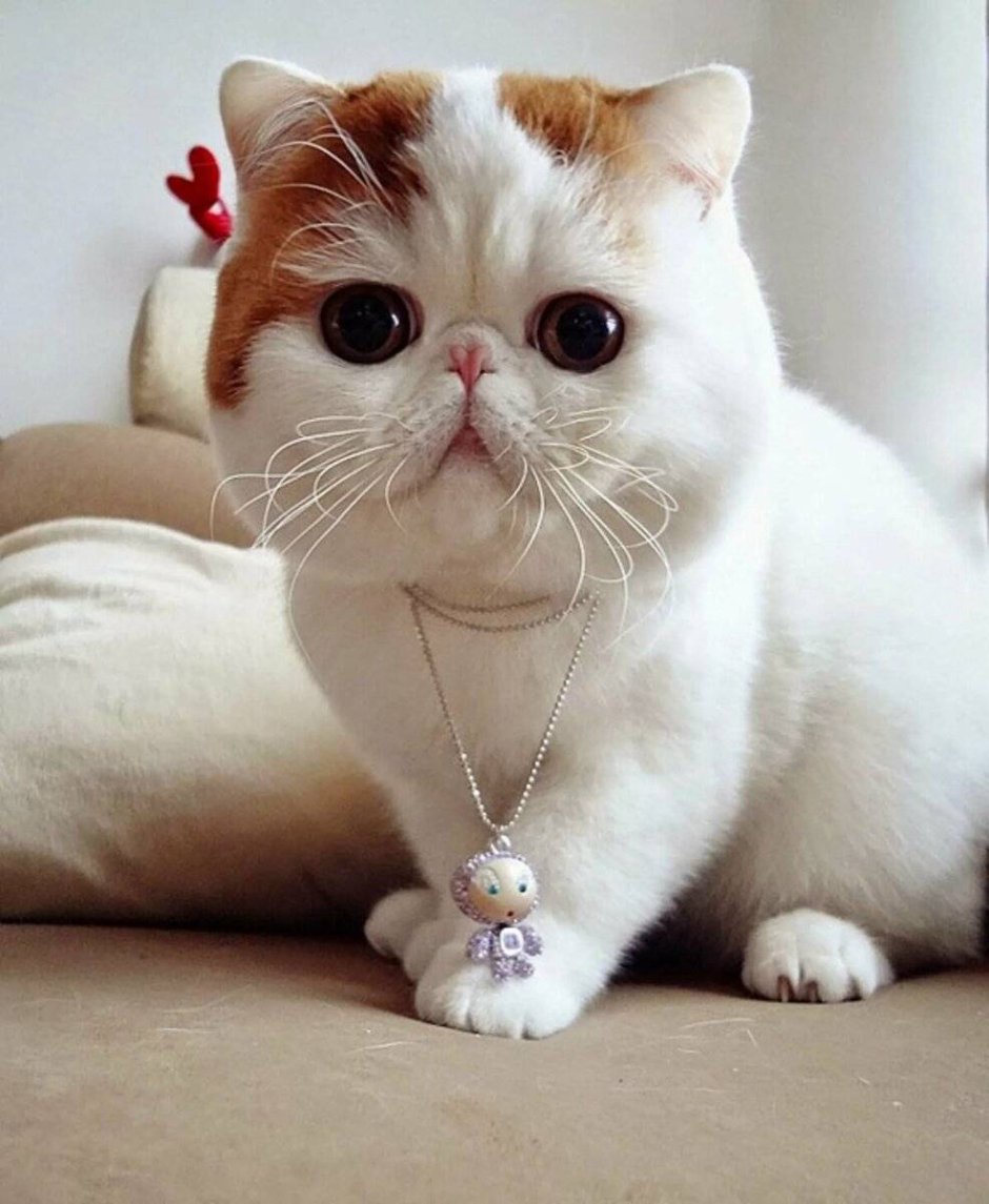 Персидская кошка