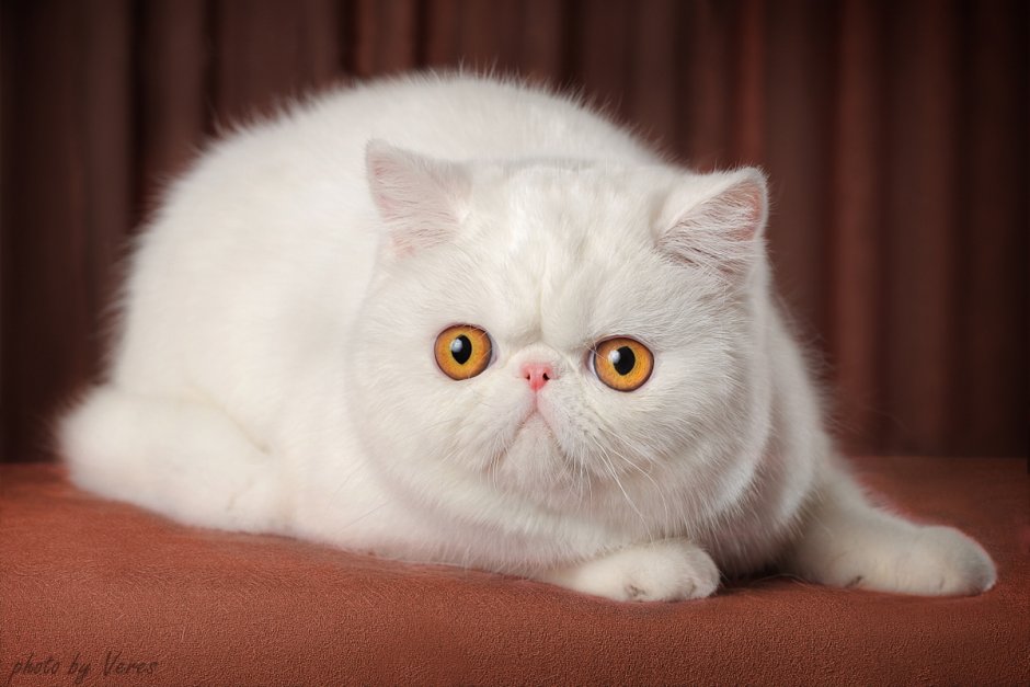 Кот экзот белый