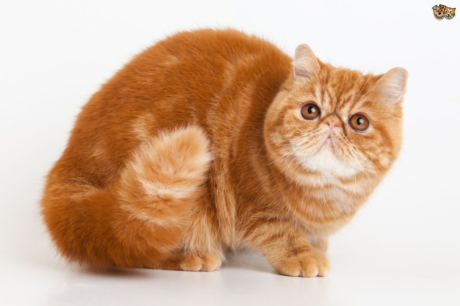 Кошка с зелеными глазами
