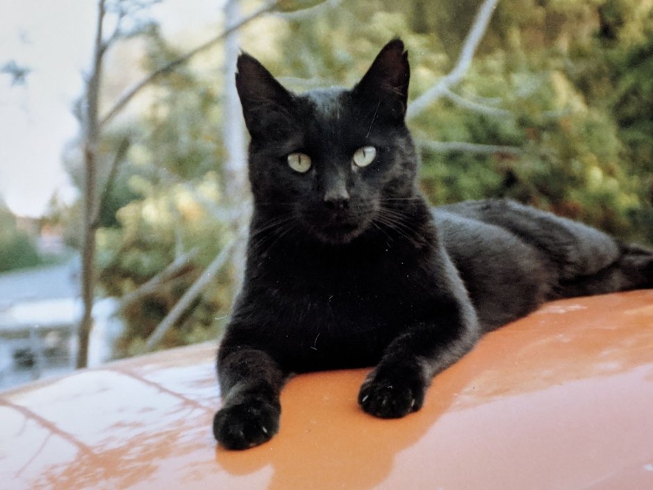 Черная кошка