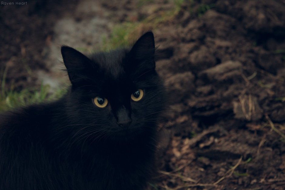 Черный ориентальный кот