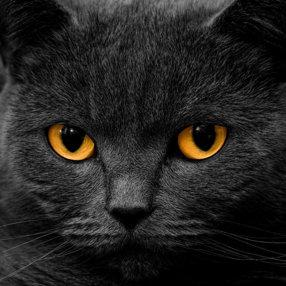 Бомбейская кошка когти