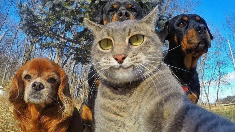 Мэйпл порода кошек