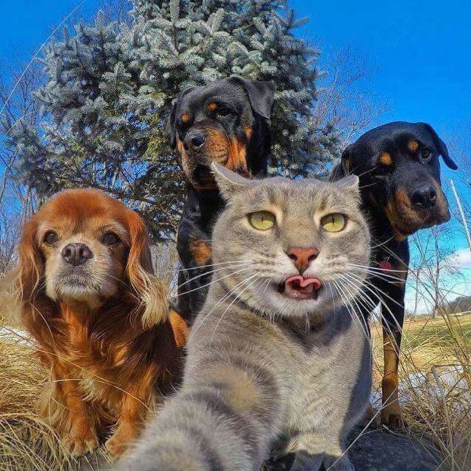 Абиссинская кошка