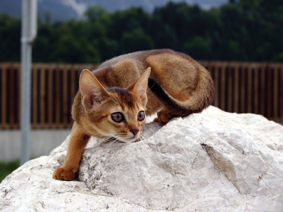Кот в инстаграмме