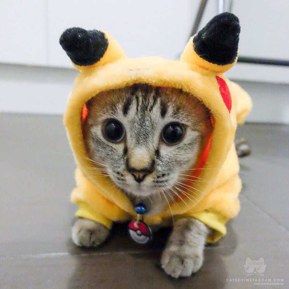Асибинские кошка