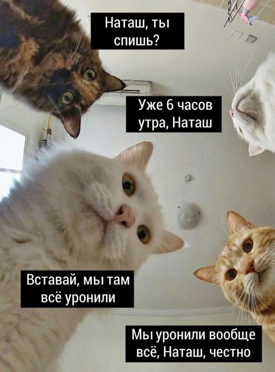 Селфи кошки с собаками