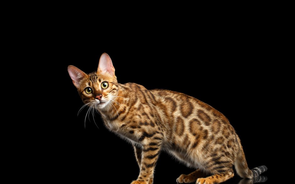 4 Бенгальских кошек