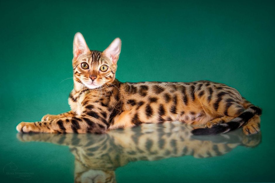 Бенгальская кошка