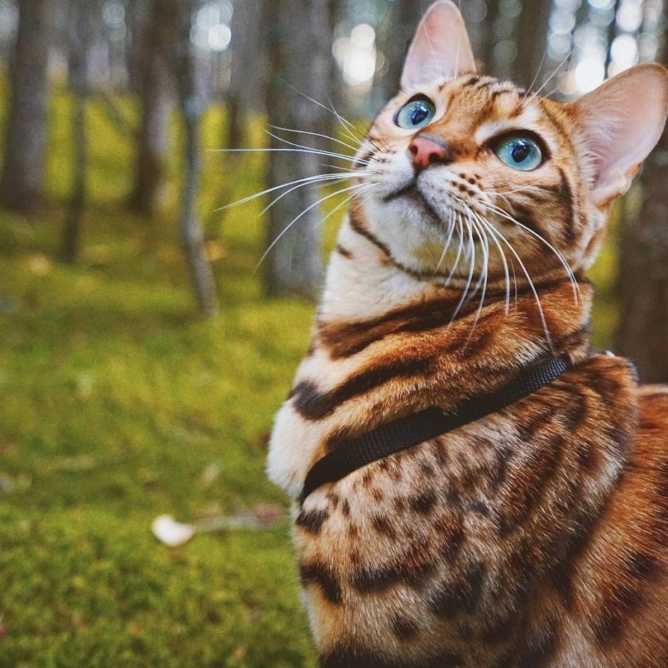 Бенгальская кошка тойгер