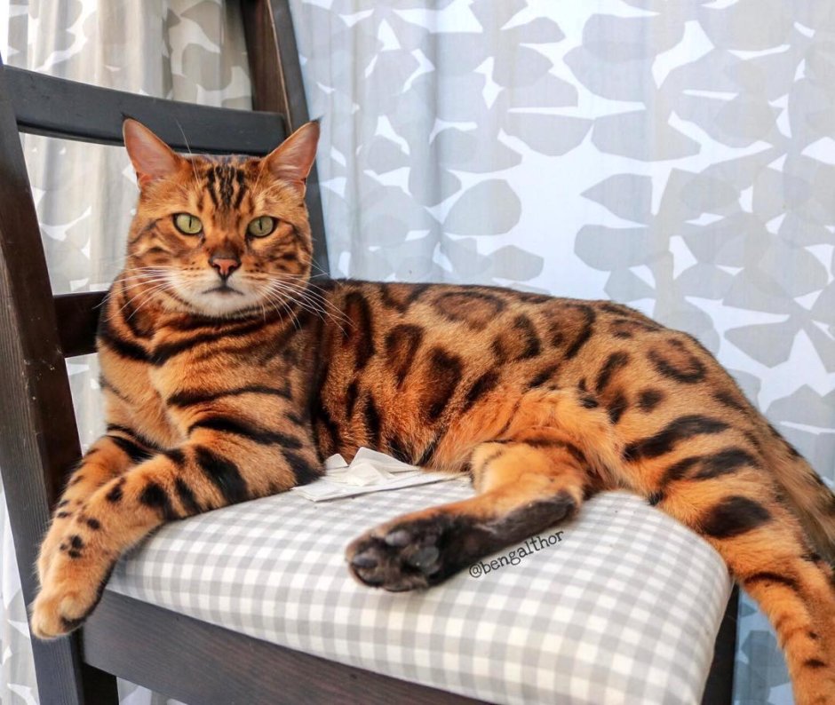 Бенгальский кот большой