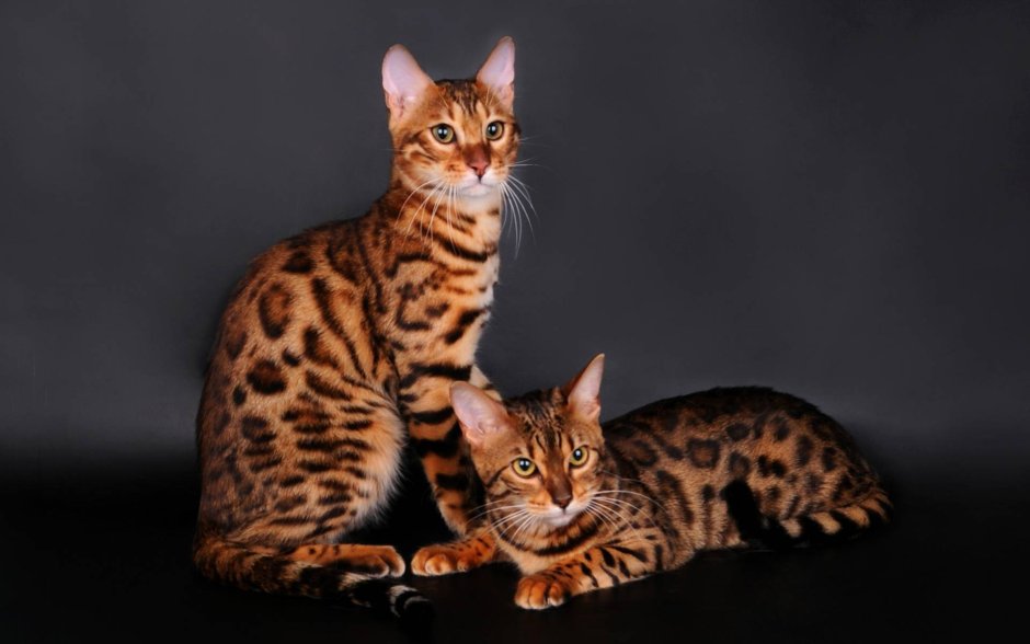 Бенгальская кошка тойгер