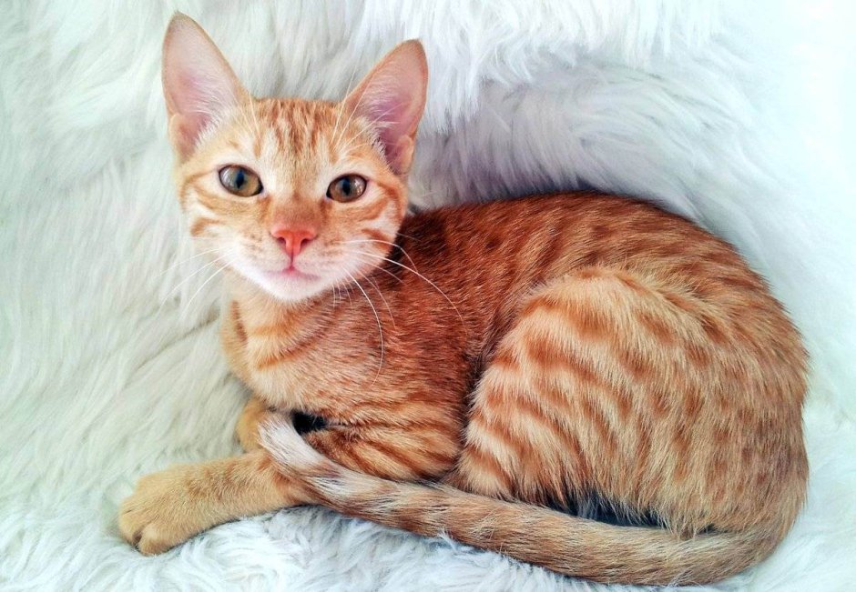 Аравийский МАУ кошка