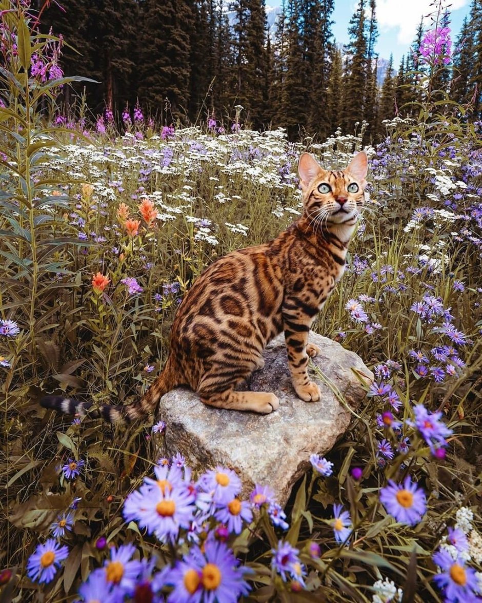 Бенгальская кошка путешественница