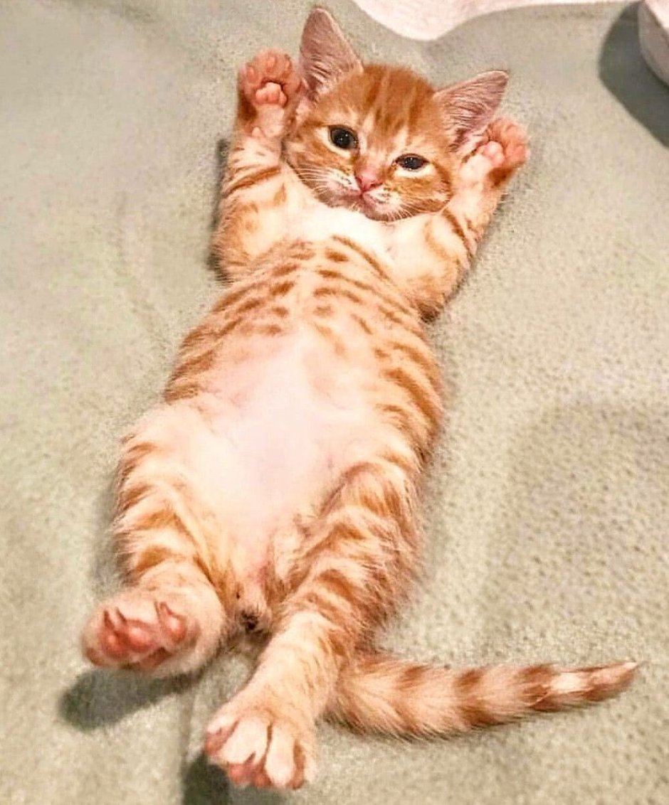 Рыжий бенгал котенок