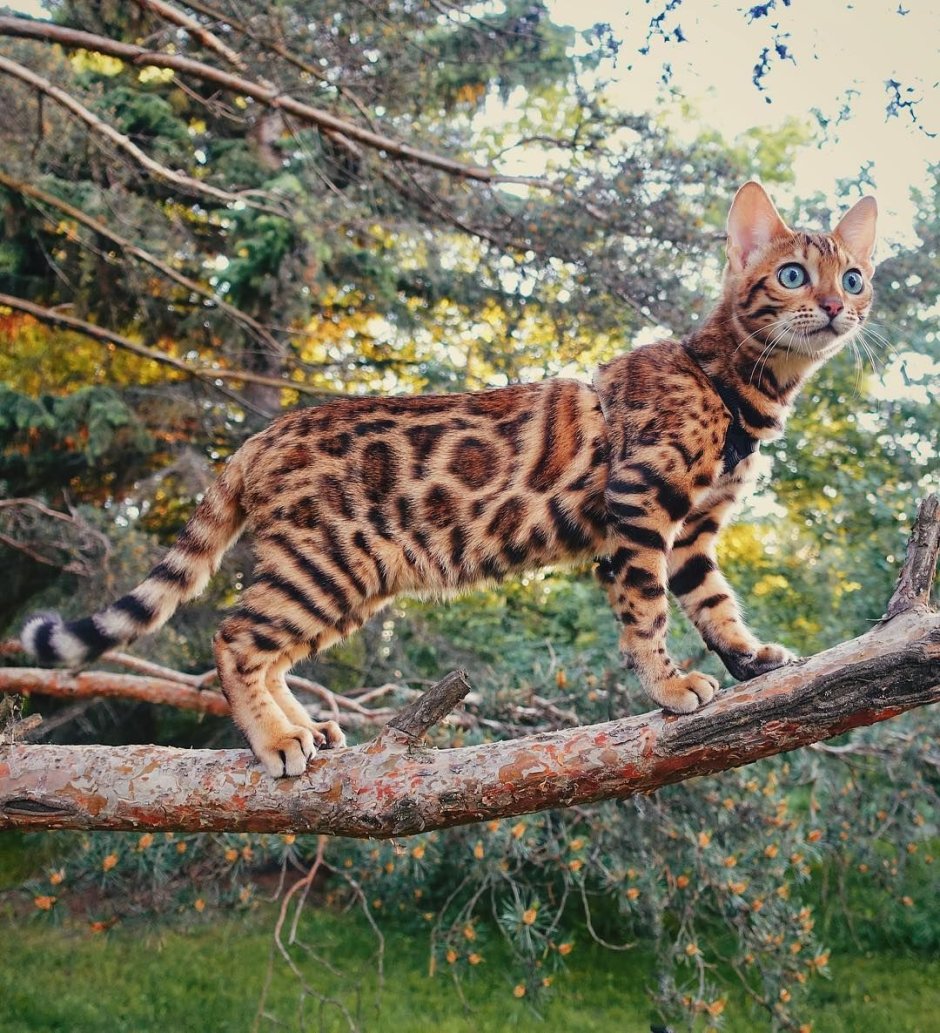 Дикая Бенгальская леопардовая кошка