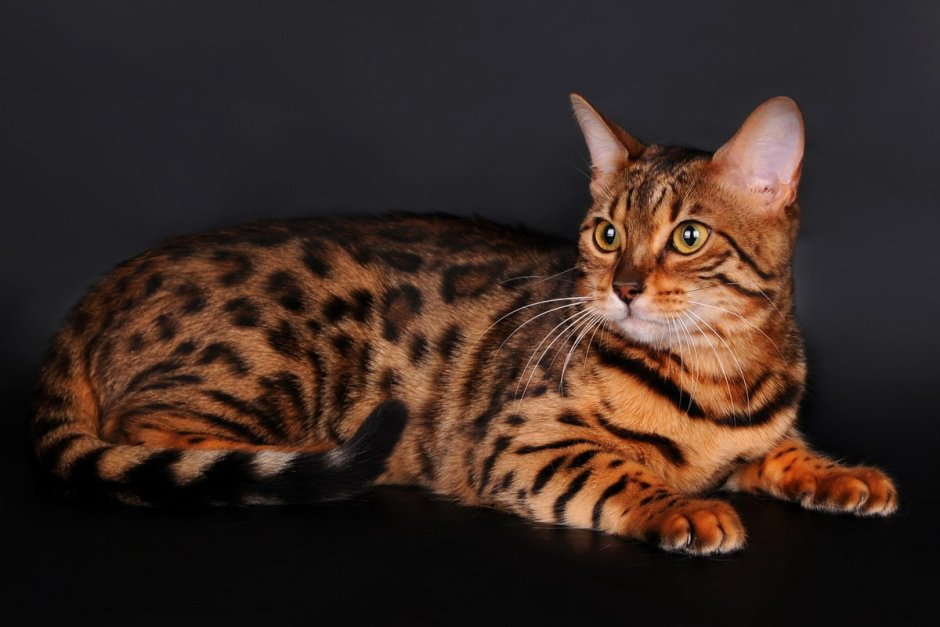 Тойгер кошка