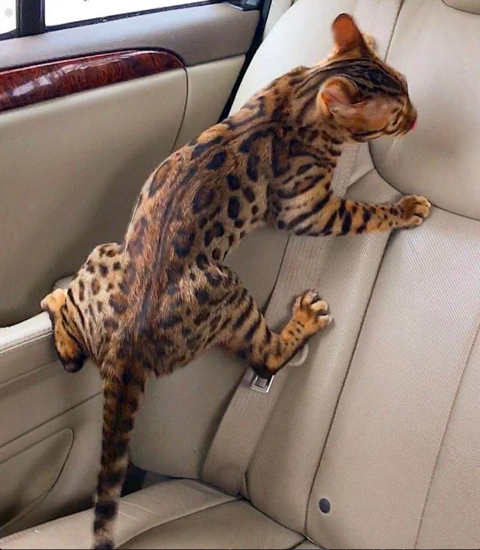 Бенгальский кот смешной